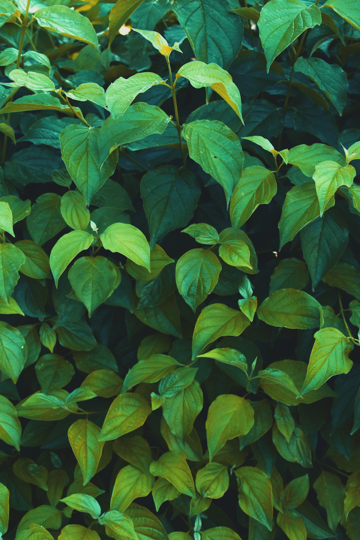 Ovate Green Leaves